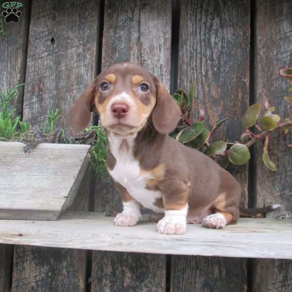 Jasper, Dachshund Puppy